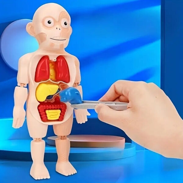 3D Educational Human Anatomy Puzzle - Image 4